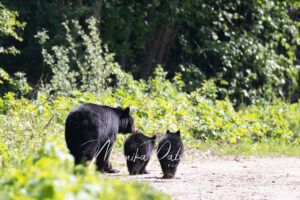 Black bear and cubs